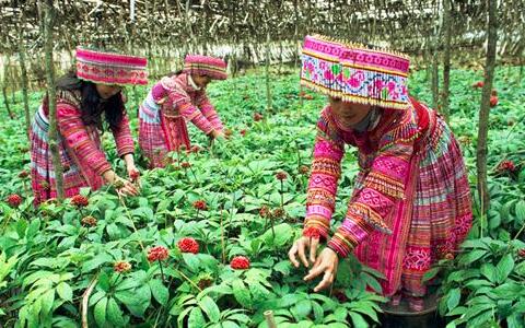 三七粉價格，三七花價格，三七的功效